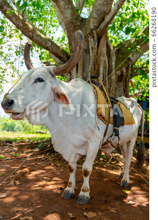 Cow with saddle for riding tourists 66268190