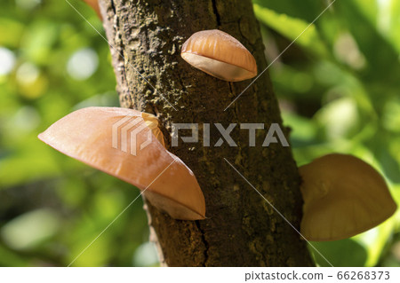 Natural fungus that grows naturally on trees Natural fungus that grows naturally on trees 66268373