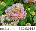 Hydrangea in june 66268448