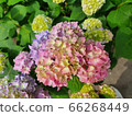 Hydrangea in june 66268449