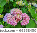 Pink pink hydrangea 66268450