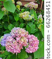 Hydrangea in june 66268451