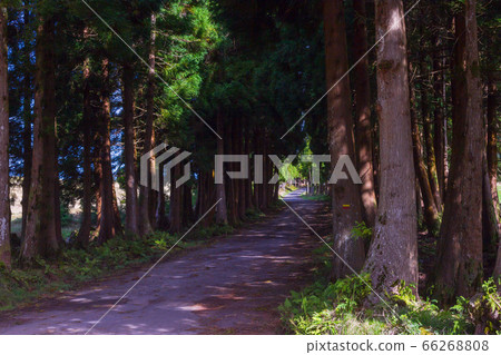 The road in the forest on the island of Terceira in Portuguese archipelago of the Azores. The road in the forest on the island of Terceira in Portuguese archipelago of the Azores. 66268808