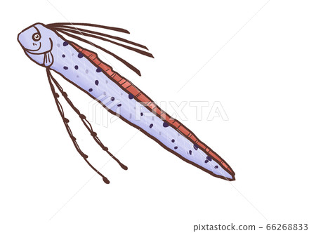 R：童話般的深海魚Ryugunotsukai 1 66268833