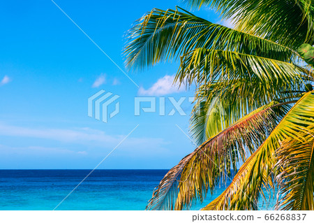Trinidad, Cuba. Coconut on an exotic beach with Trinidad, Cuba. Coconut on an exotic beach with 66268837