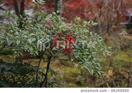 Nanten Fruit 66268880