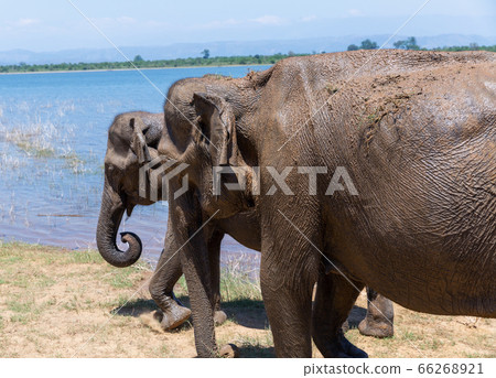 Close up of elephants in a Udawalawe National Park of Sri Lanka 66268921