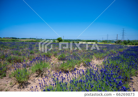 Purple carpet, fresh fragrance Mikuni lavender farm / taken in early June Purple carpet, fresh fragrance Mikuni lavender farm / taken in early June 66269873