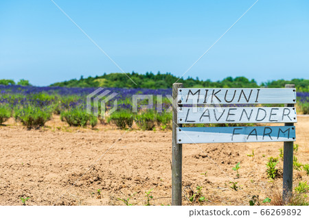 Purple carpet, fresh fragrance Mikuni lavender farm / taken in early June 66269892