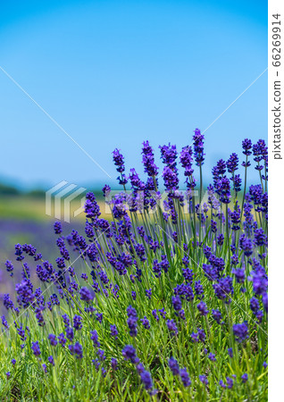 Purple carpet, fresh fragrance Mikuni lavender farm / taken in early June Purple carpet, fresh fragrance Mikuni lavender farm / taken in early June 66269914