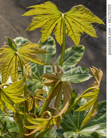 New brown leaves New brown leaves 66270309