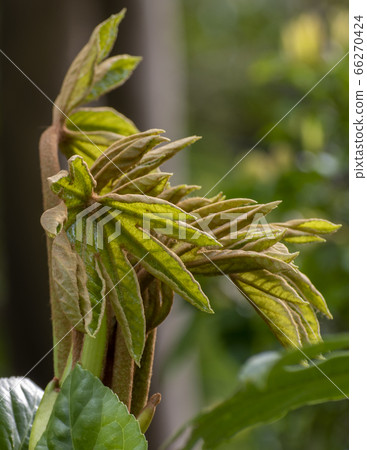 New brown leaves 66270424