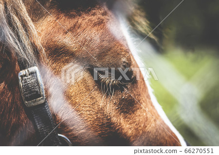 Horse with closed eyes Horse with closed eyes 66270551