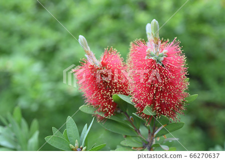 Hanamaki Hanamaki 66270637