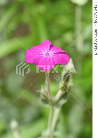 Riknice Coronaria 66270645
