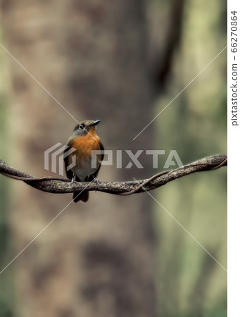 Bird Bird 66270864