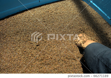 Real wash of perilla 66271189