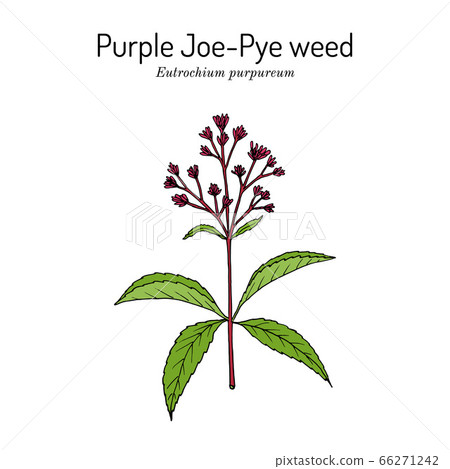 Purple Joe-Pye weed Eutrochium purpureum , or kidney-root, gravel root, medicinal plant Purple Joe-Pye weed Eutrochium purpureum , or kidney-root, gravel root, medicinal plant 66271242