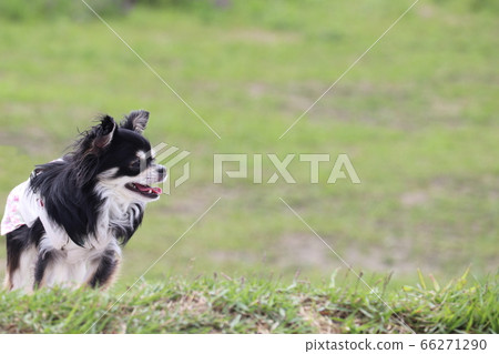 Chihuahua ready Chihuahua ready 66271290