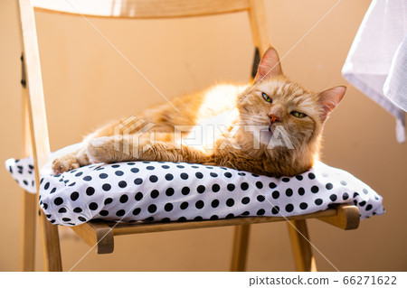 Lazy ginger cat relaxing at home laying on cozy pillow Lazy ginger cat relaxing at home laying on cozy pillow 66271622