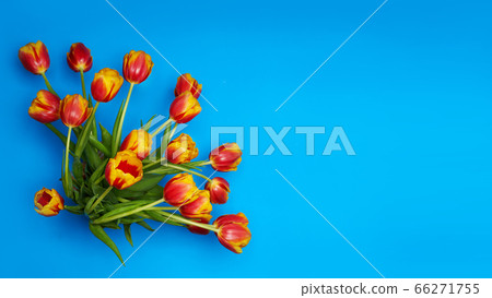 Tulips flowers on natural background. Tulips flowers on natural background. 66271755