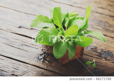 Salvia officinalis 66271780
