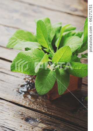 Salvia officinalis Salvia officinalis 66271781