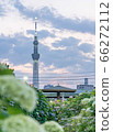 Sky Tree Hydrangea 66272112