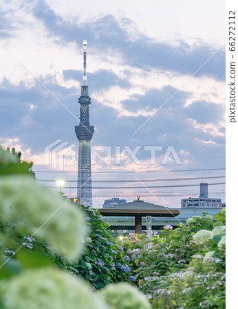 Sky Tree Hydrangea 66272112