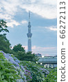 Hydrangea Sky Tree 66272113