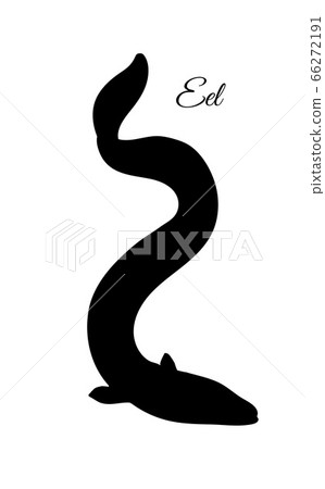 Silhouette of japanese eel 66272191