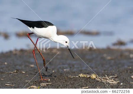 Nest and eggs of stilt Nest and eggs of stilt 66272256