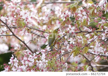 櫻花和佐藤的白眼 66272704