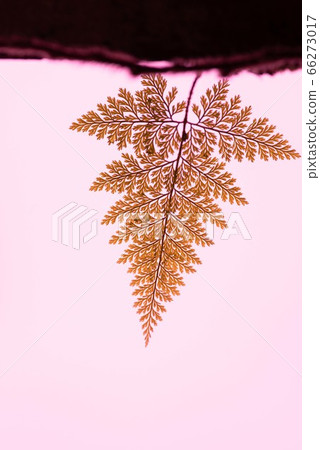 美麗的蕨紅色 66273017