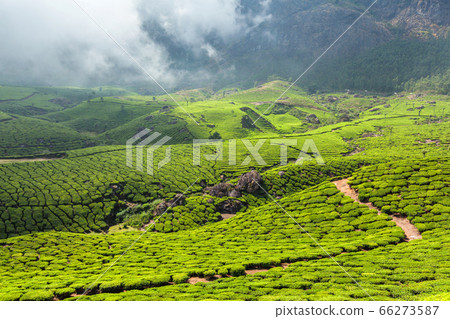 Tea plantations Tea plantations 66273587