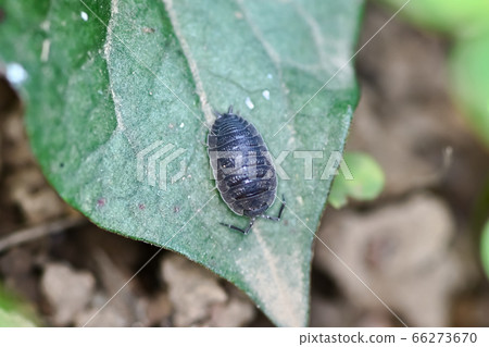 母豬的bug 66273670