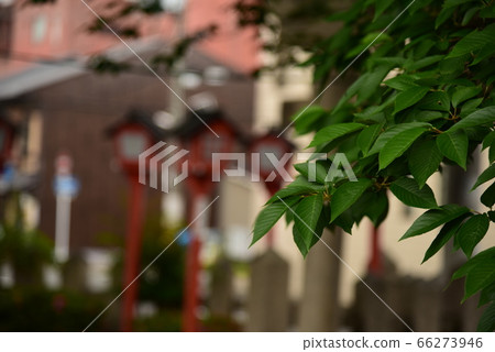 Green of Kyoto 66273946