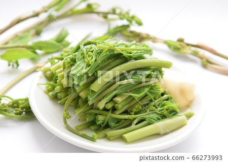 Shiode soak Shiode soak 66273993