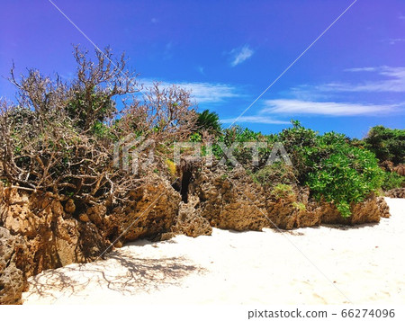 [Tropical] White sandy beach and coastal vegetation 66274096