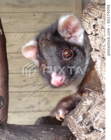 [Fluffy] Possum's face up 66274098