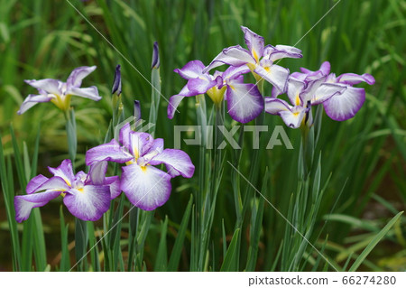 134年6月町田Hanaushobu(鳶尾花),海葵,藥師池公園 134年6月町田Hanaushobu(鳶尾花),海葵,藥師池公園 66274280