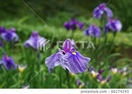 122年6月町田122花信 花虹膜 海葵 藥師池公園0 照片素材 圖片 圖庫