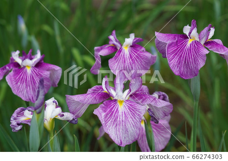 114年6月町田花信（日本鳶尾），銀蓮花，藥師池公園 66274303