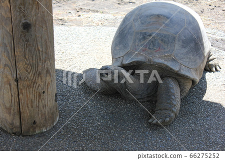 Turtle, Turtle, Turtle, KAME -Aldabrachelys gigantea- 66275252