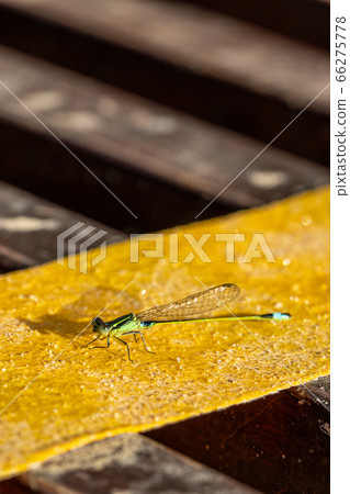 Male Aomon damselfly close-up vertical composition 66275778