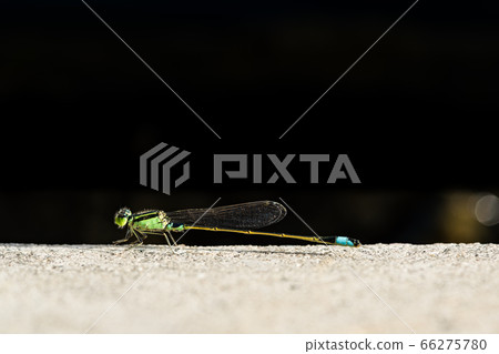 Close-up of a male Aomon damselfly 66275780