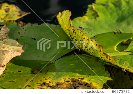 Male Aomon damselfly perching on a lotus leaf 66275781