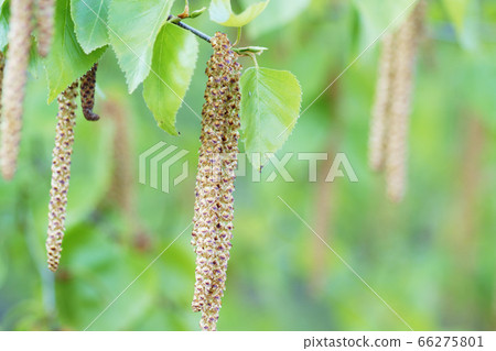 Birch flowers Birch flowers 66275801