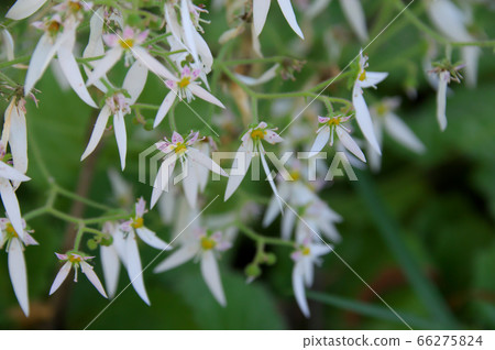 Yukinoshita Yukinoshita 66275824