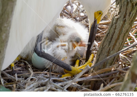 Great Egret nest with young chicks. Birds nest. 66276135
